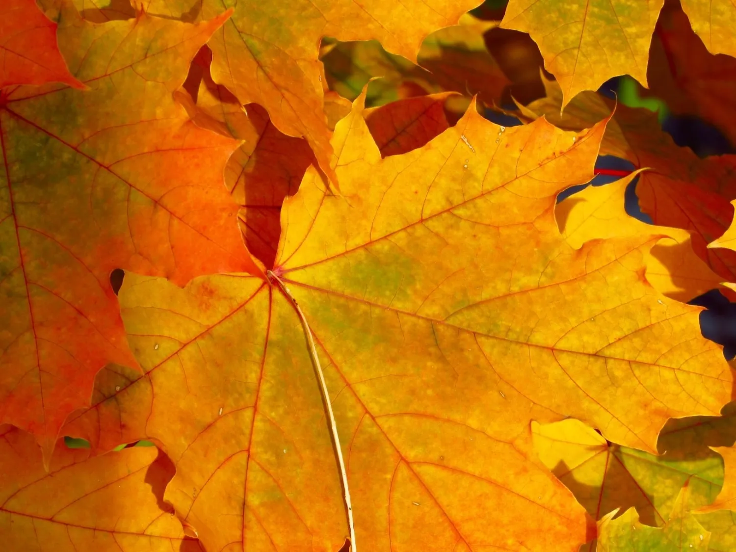 A pile of brown autumnal leaves